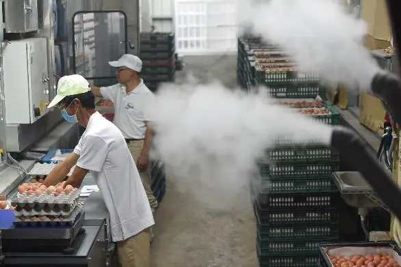 雞舍與集蛋室全面消毒 / Barns and collection room fully disinfected