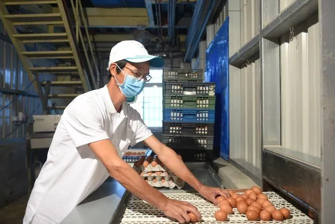 輸送帶自動集蛋 / Eggs collected by conveyor belt