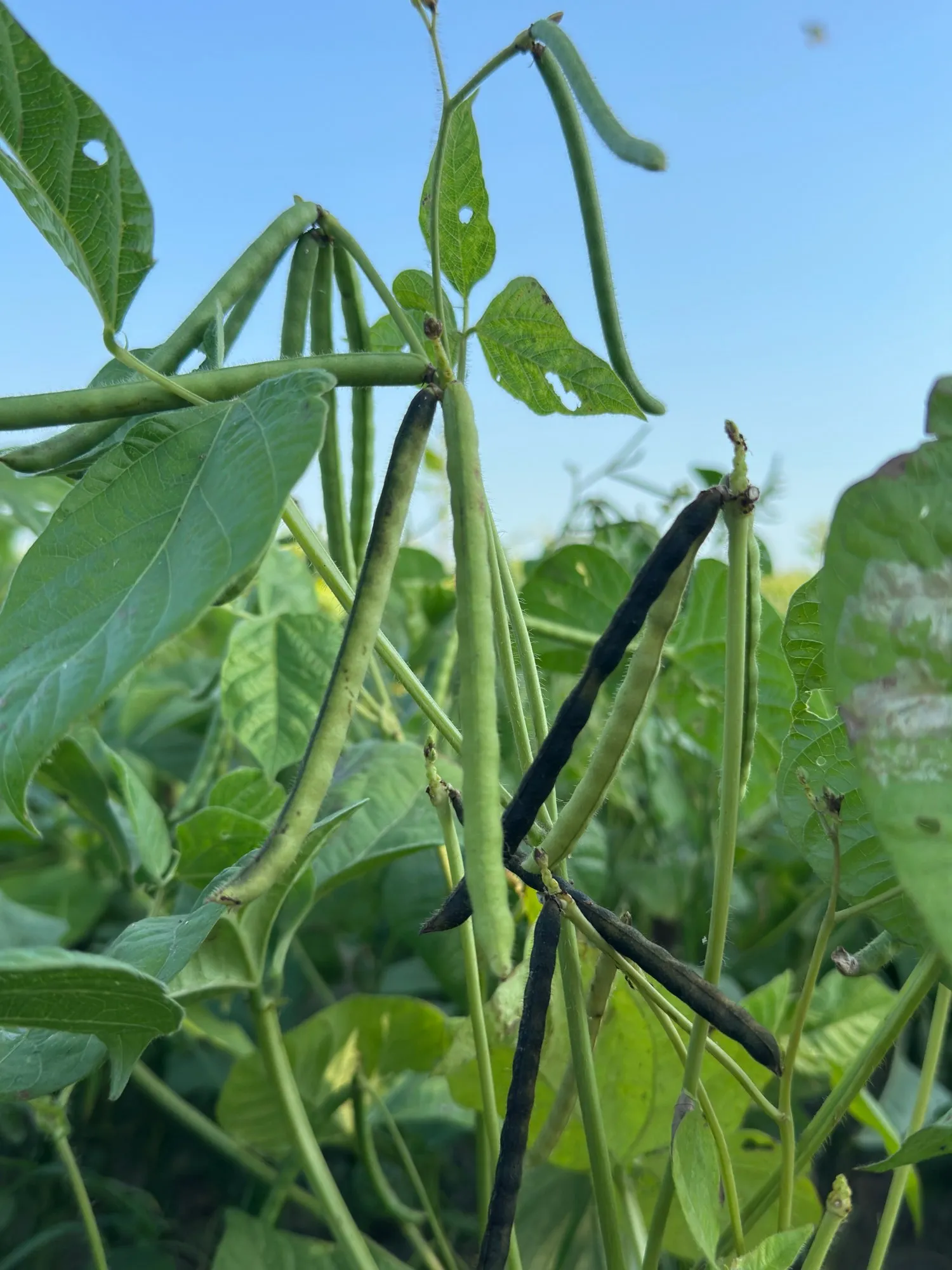 Organic Dull Seed Mungbean