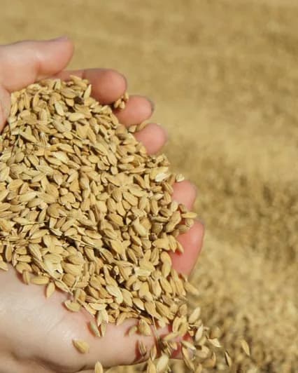 Organic Rice