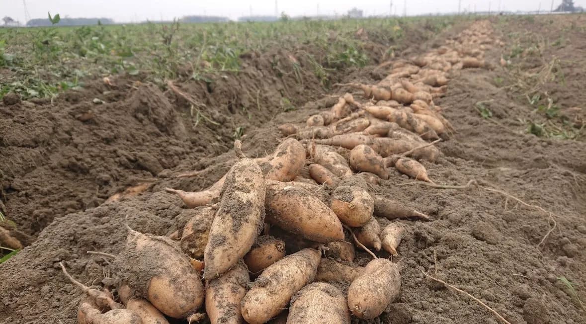 Organic Sweet Potato
