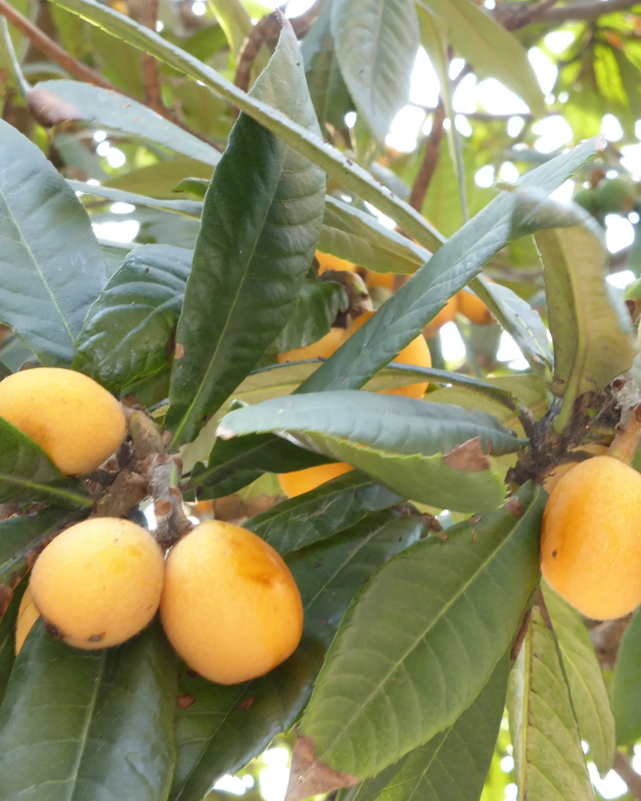 Loquat