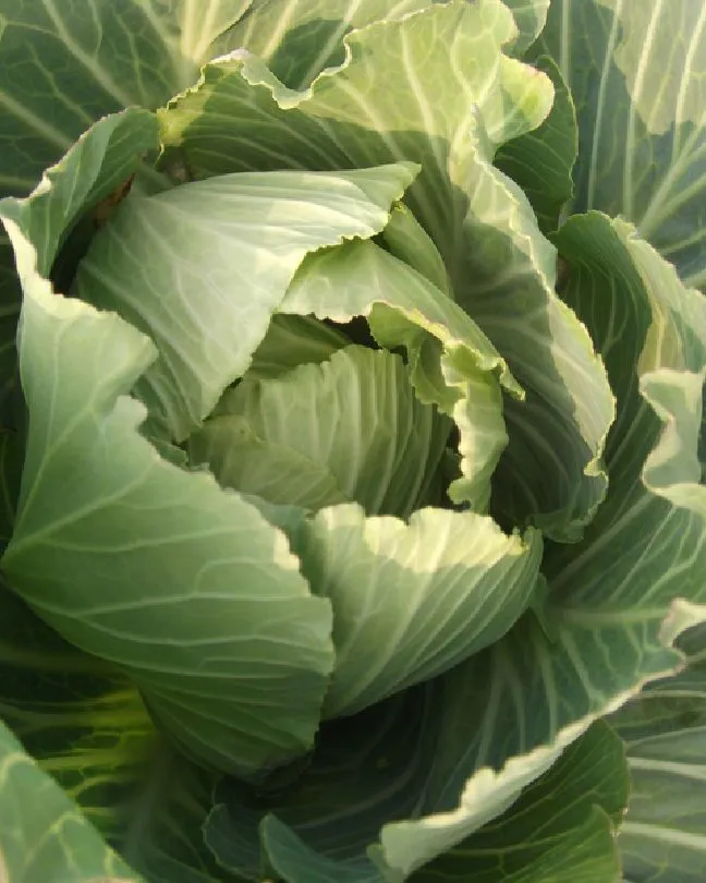 Organic Cabbage