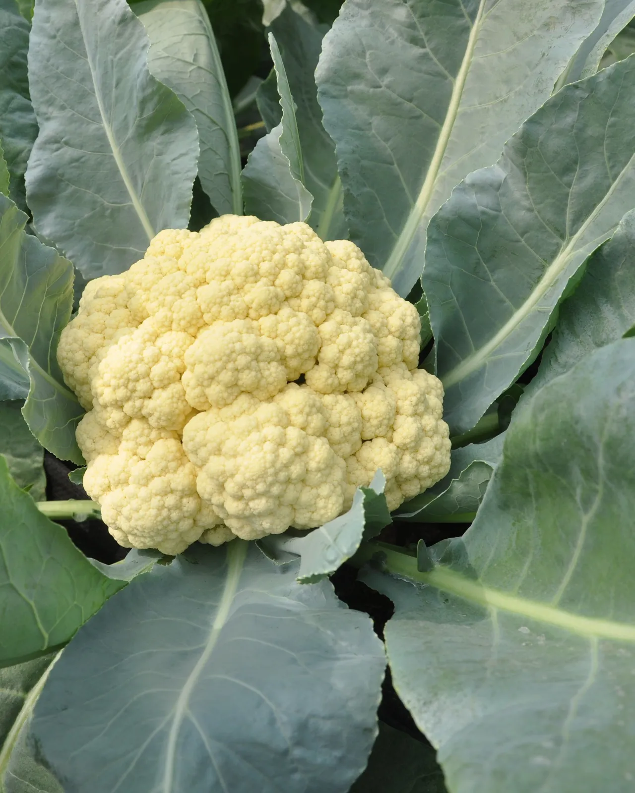 Organic Cauliflower