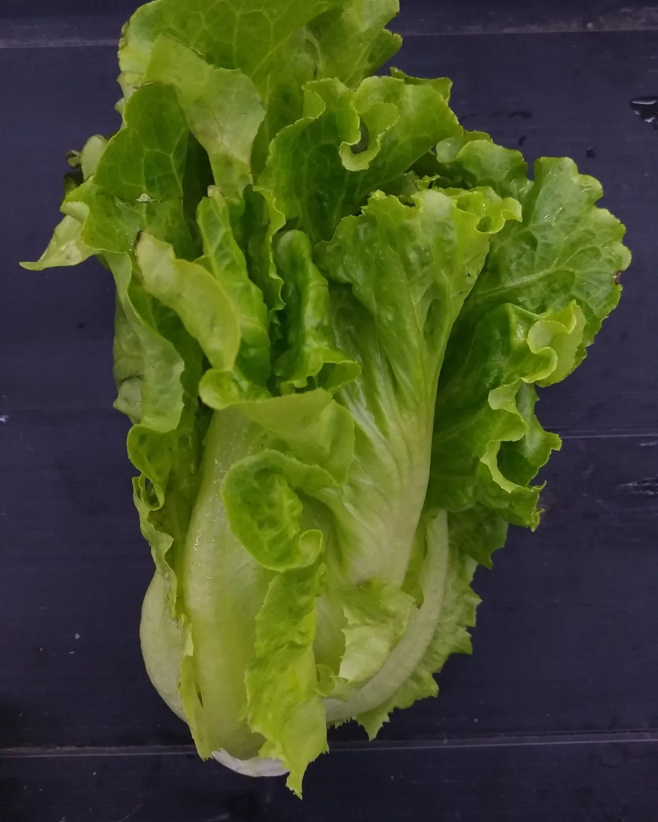 有機福山萵苣