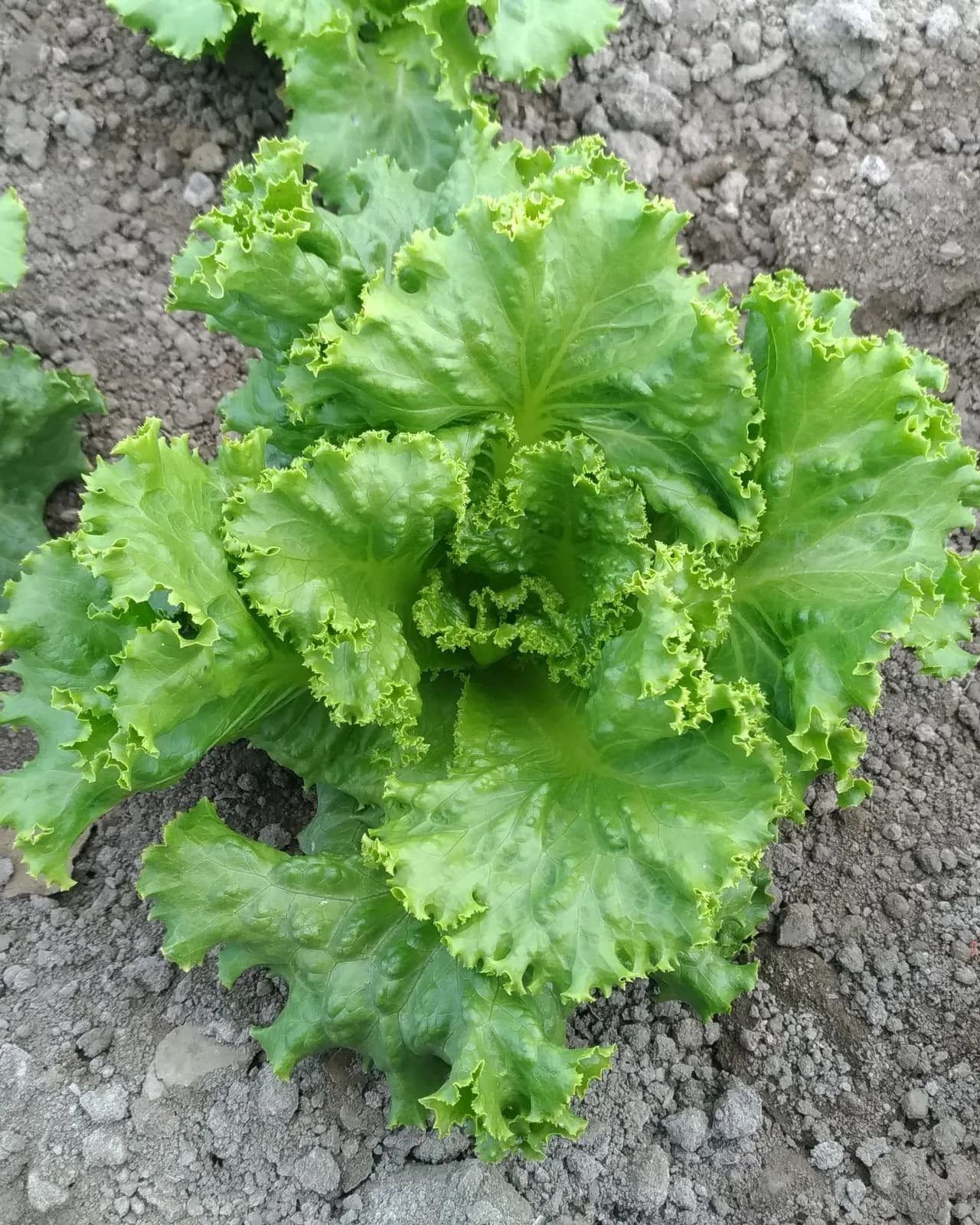Organic Leafy Greens